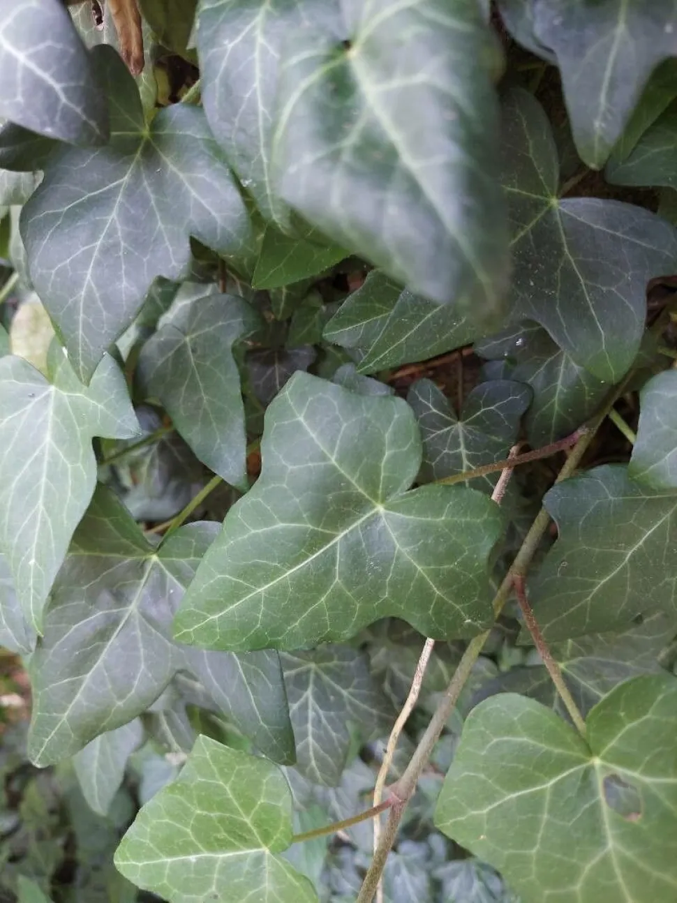 Folhas de hera Hedera helix 'Wonder