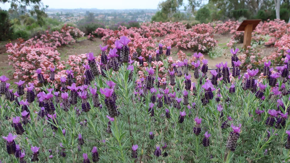 Arbusto di lavanda farfalla selvatica