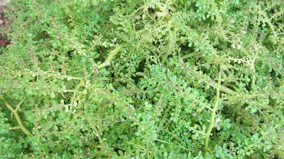 Pilea depressa med spredt vækstform