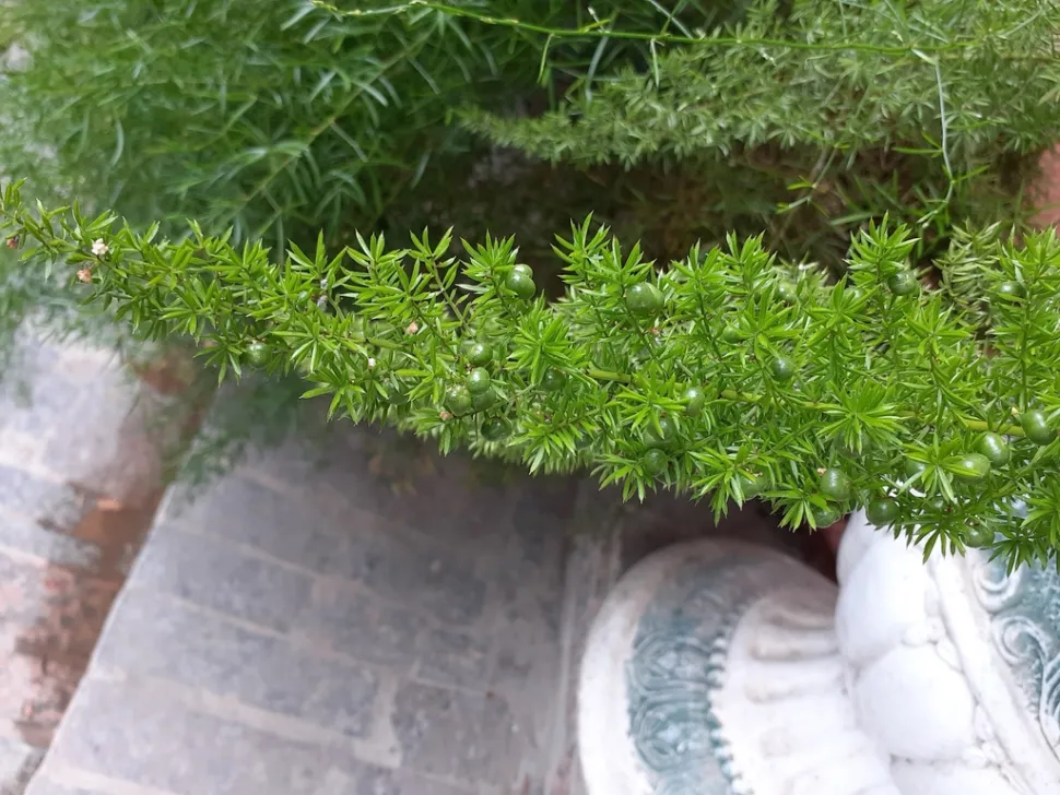 Bladeren en bessen van Asparagus aethiopicus