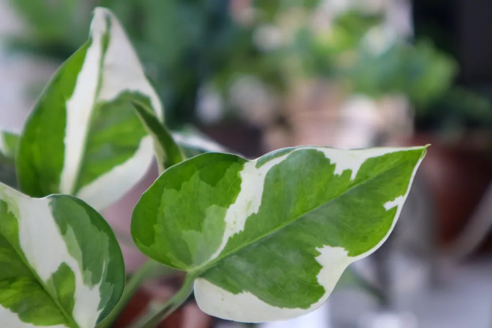 Folha de Pothos NJOY