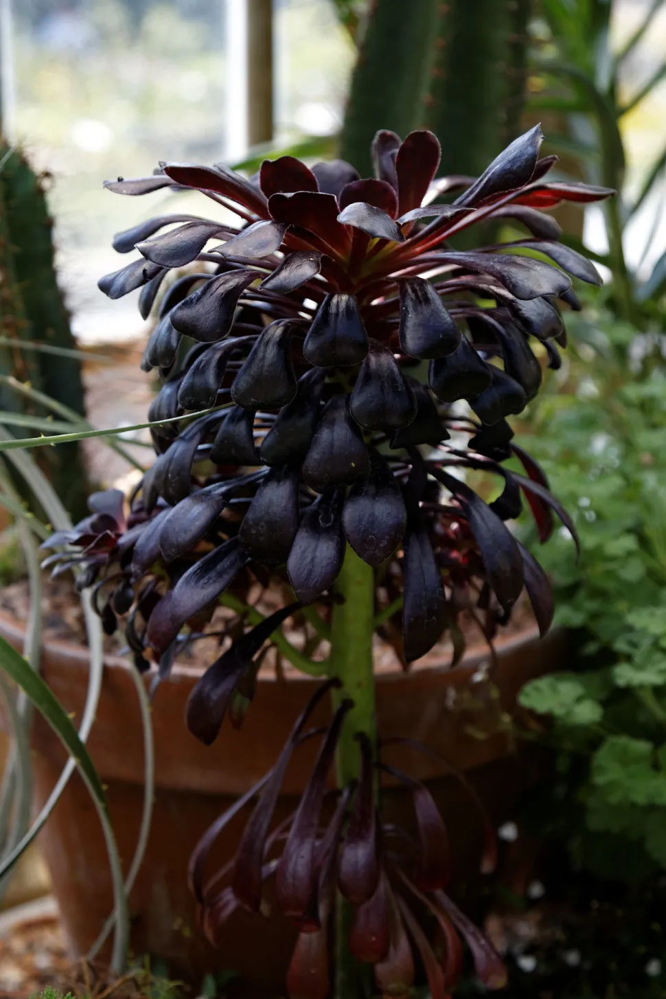 Aeonium zwartkop in de grond