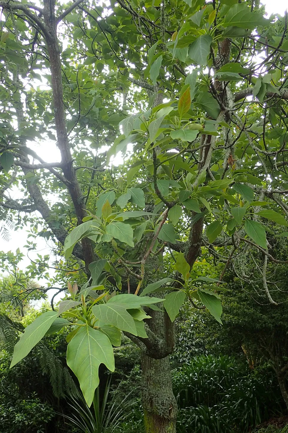 Sassafras tzumu blade