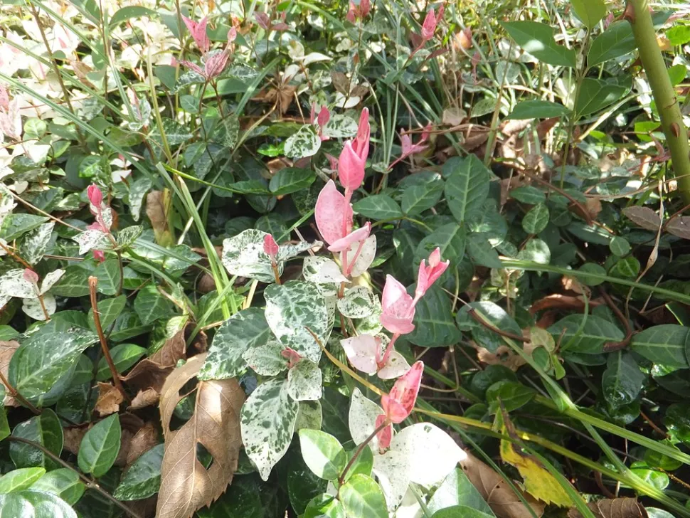 Rosa-grün-weißes Laub Trachelospermum asiaticum tricolor