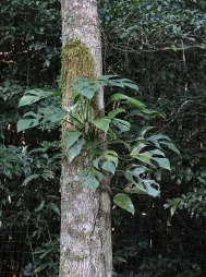 Monstera praetermissa auf einem Baum