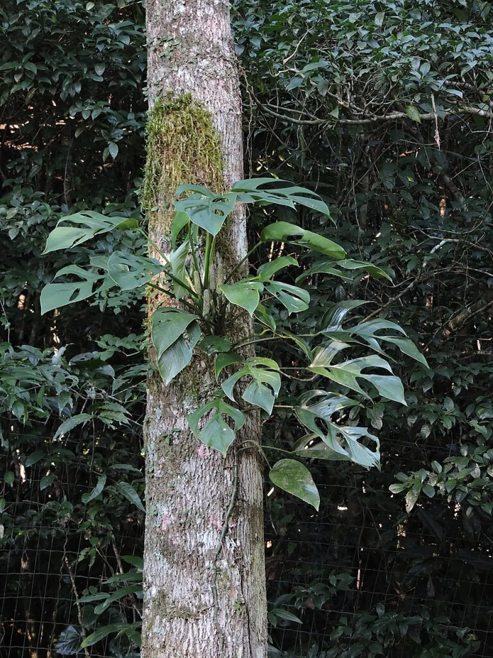 Monstera praetermissa op een boom