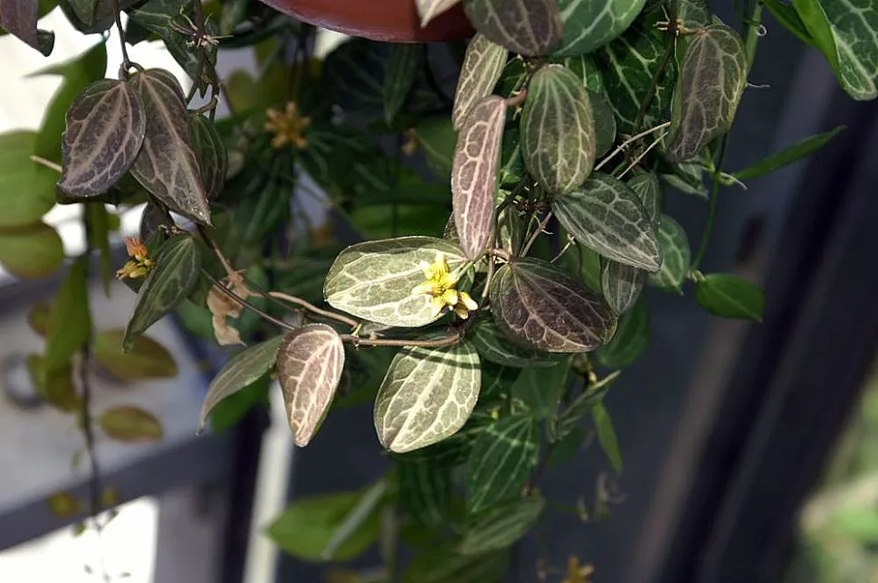Dischidia ovata med grønne og hvide blade og cremefarvede blomster