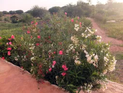 Massif de lauriers-roses aux fleurs blanches et roses