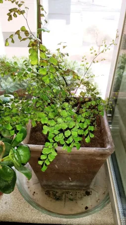 Fougère cheveux de Vénus en pot