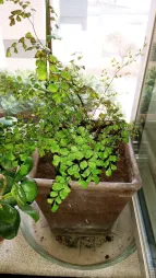 Venus hair fern in pot