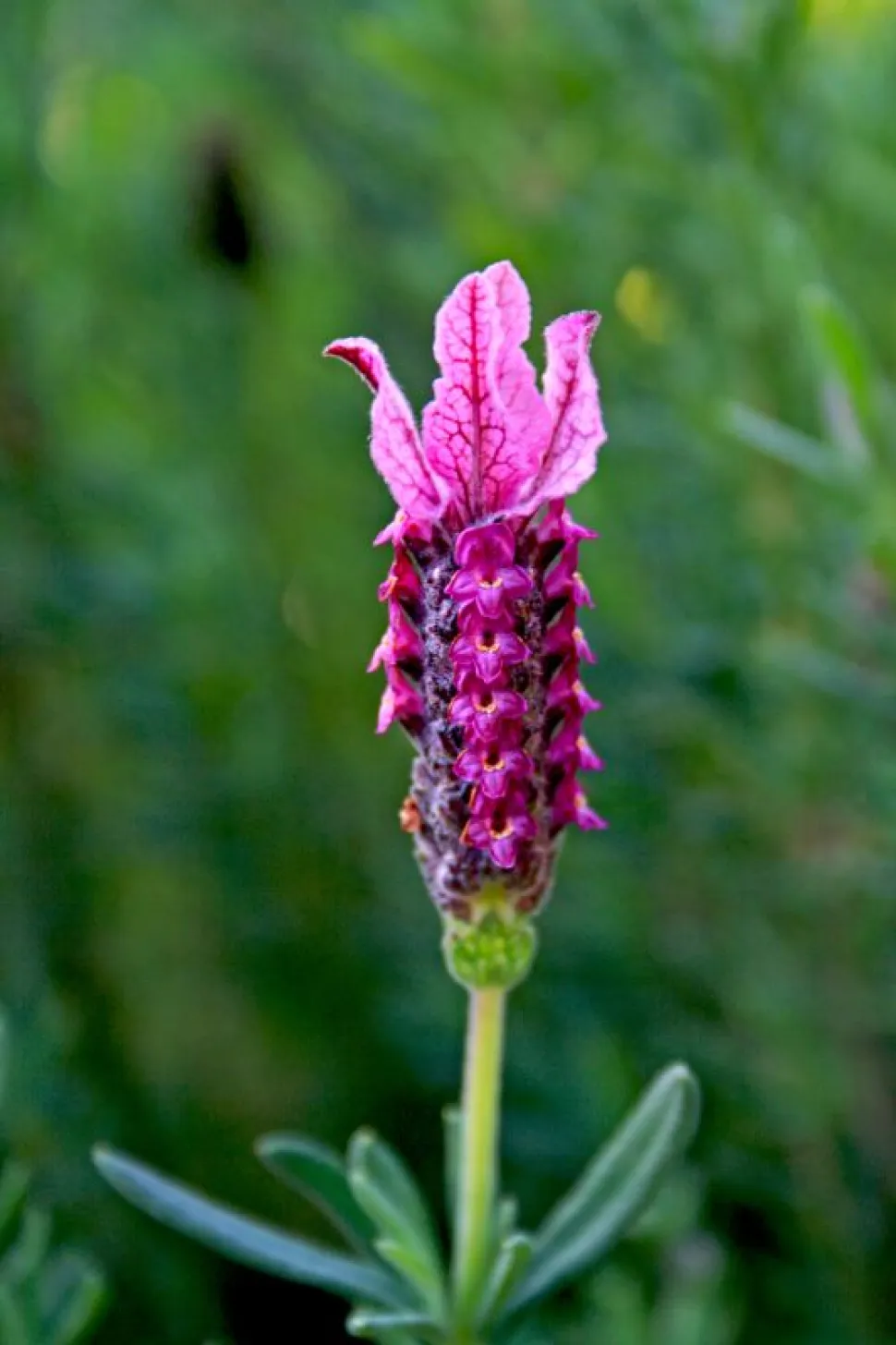 Spiga di fiori lavanda farfalla brattee rosa