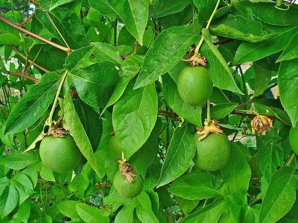 Passiflora