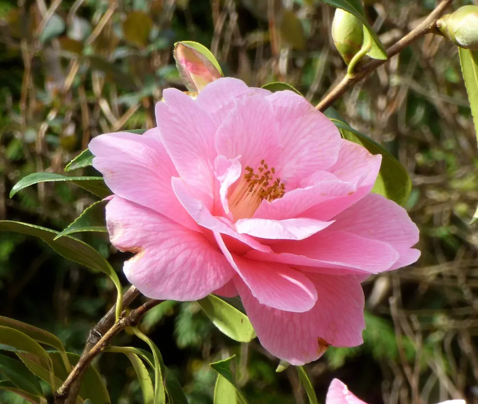 Roze bloem Camellia japonica 'Debbie