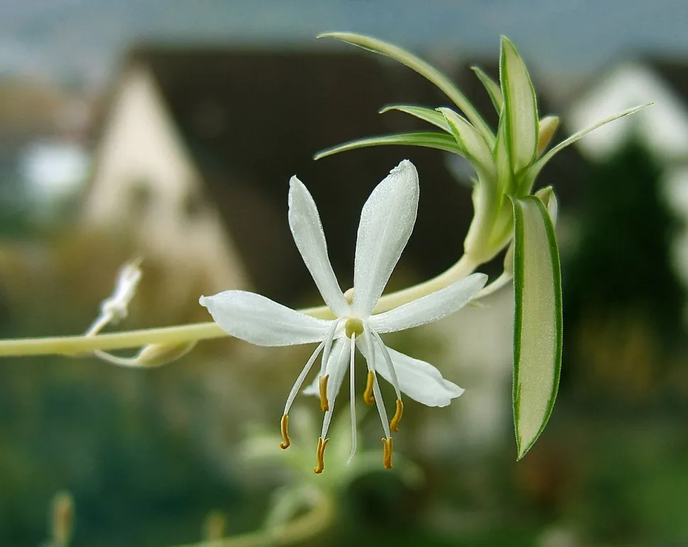 Blüten von Chlorophytum variegatum
