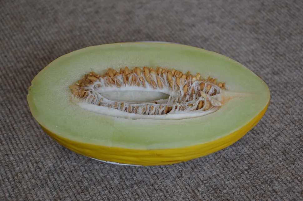 Fruit melon canari chair blanche