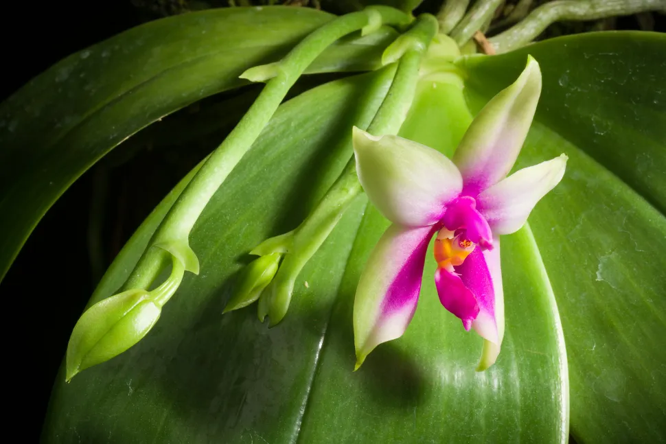 Orquídea violeta verde y blanca Phalaenopsis violacea
