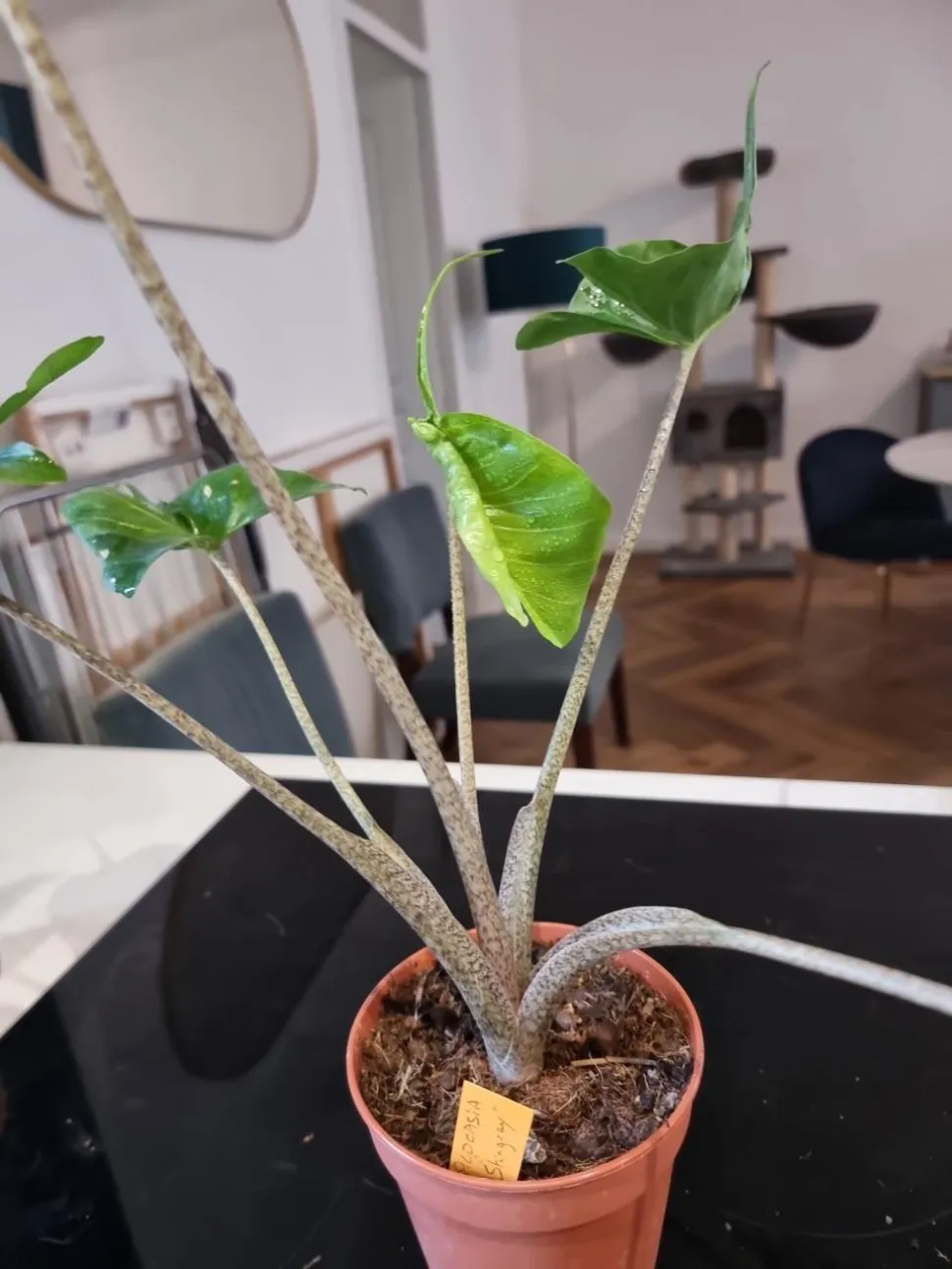 Alocasia pijlstaartrog