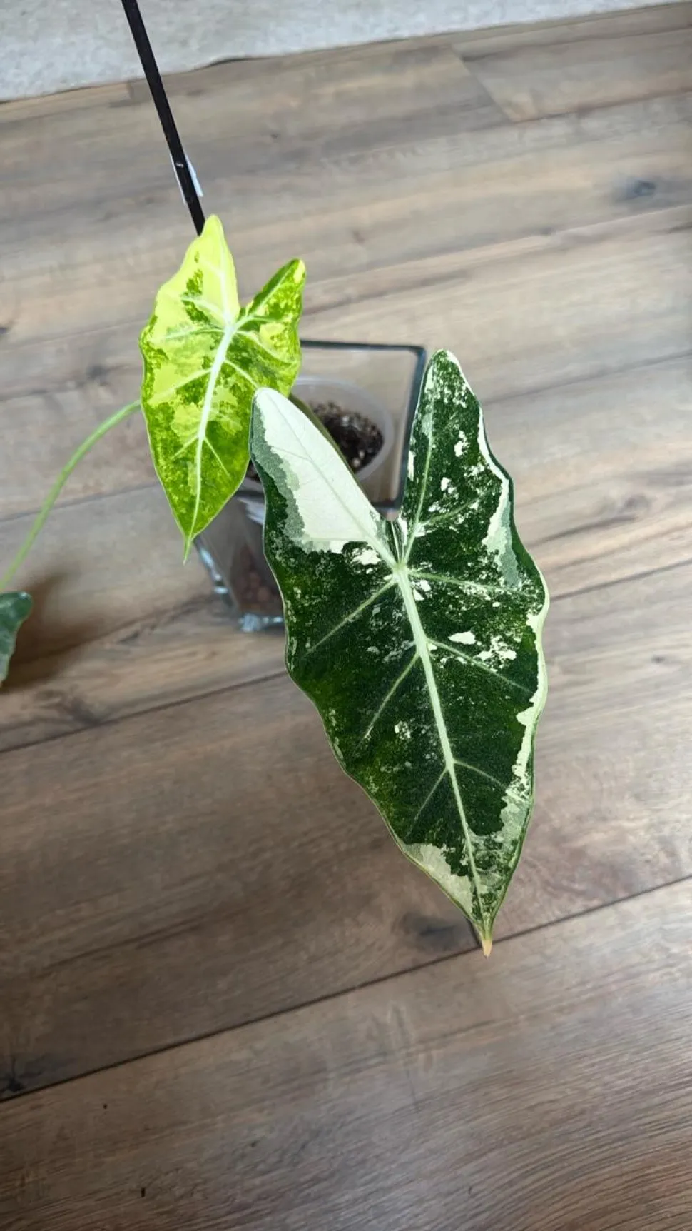 Alocasia Frydek variegata