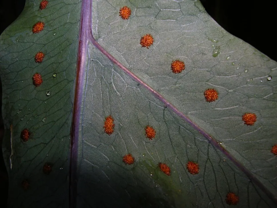 Sporen auf einem Phlebodium Blue Star