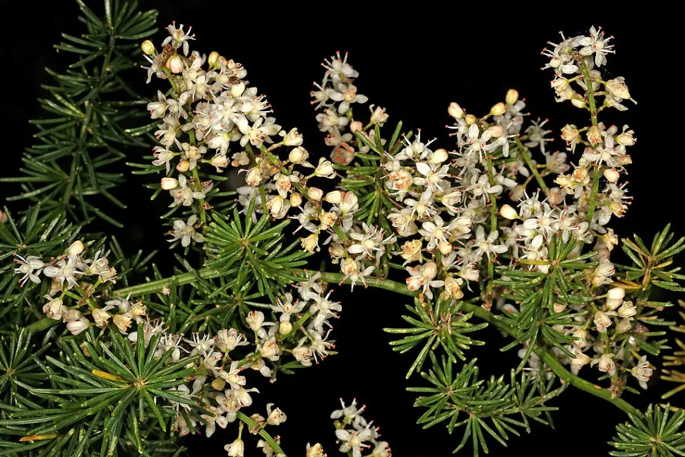 Blüten von Asparagus aethiopicus