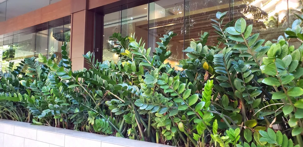 Seto planta verde tropical Planta ZZ