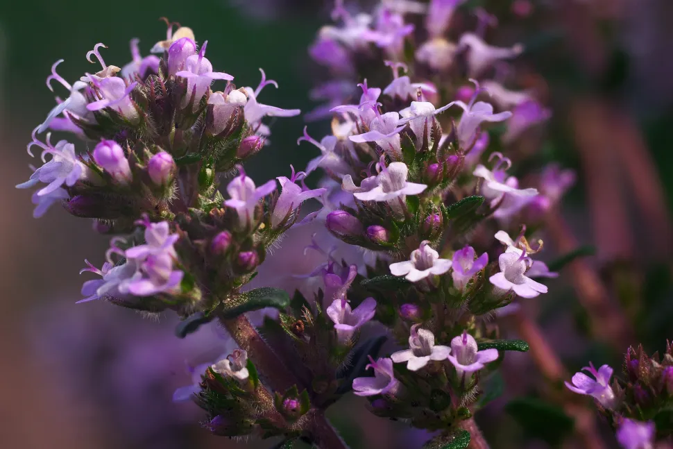 Roze bloemen van tijm