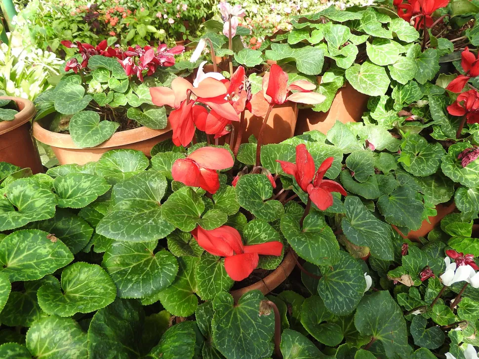 Rød Cyclamen persicum