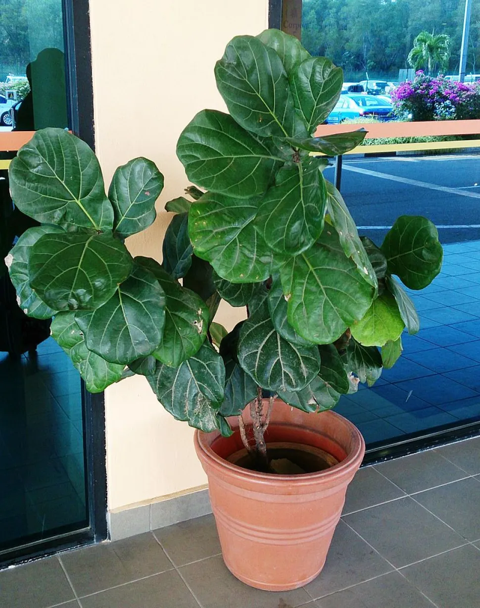 Vijgenboom in pot