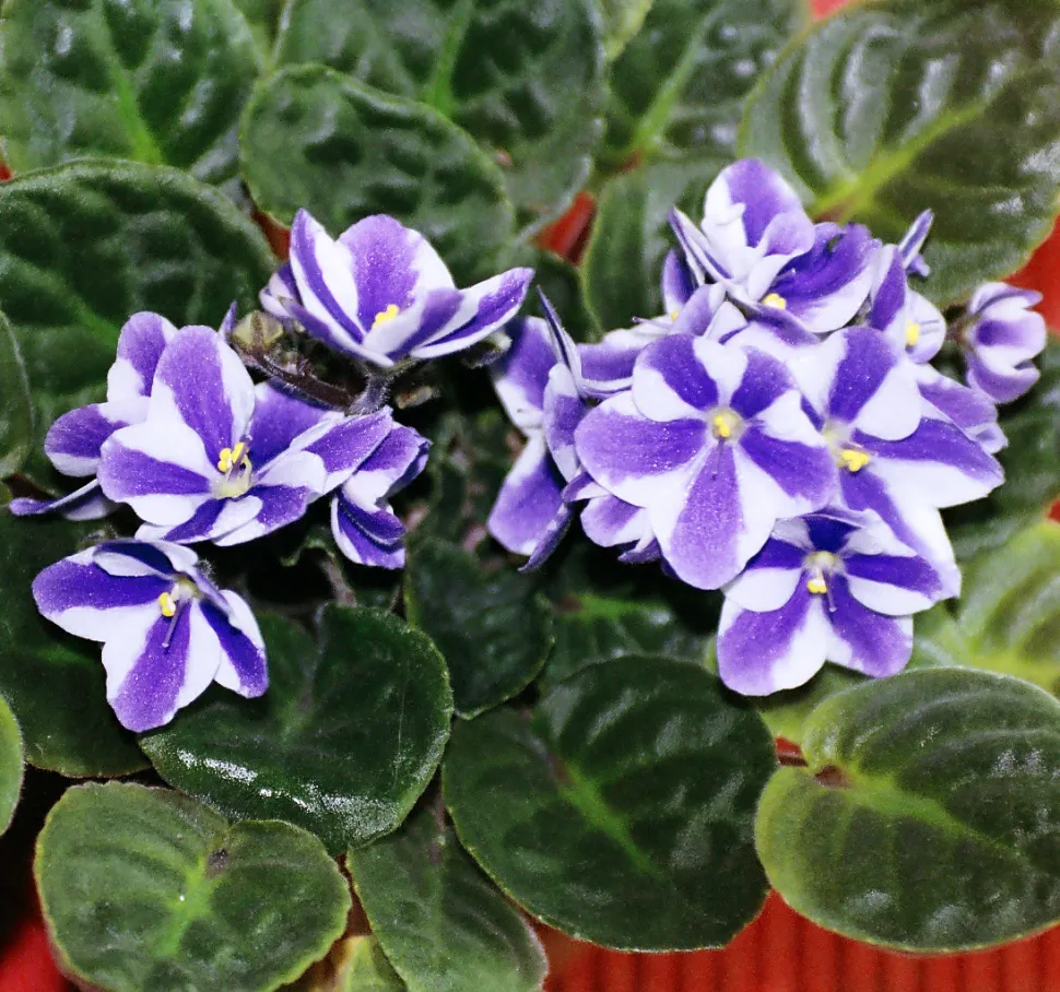 Saintpaulia Streptocarpus ionanthus zweifarbige Blüten weiß violett