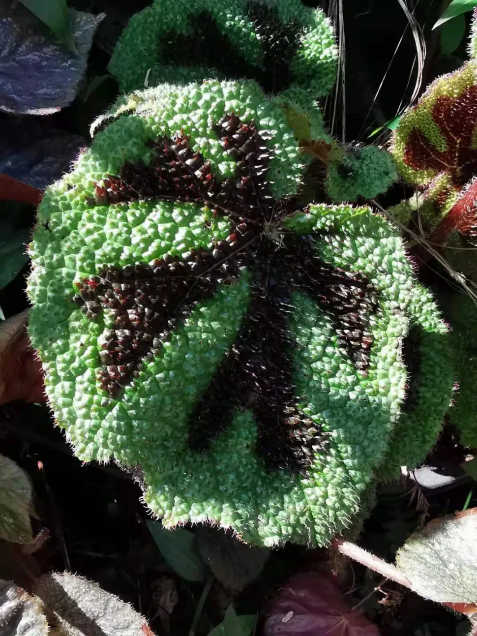 Begonia blad Close-up van IJzeren Kruis