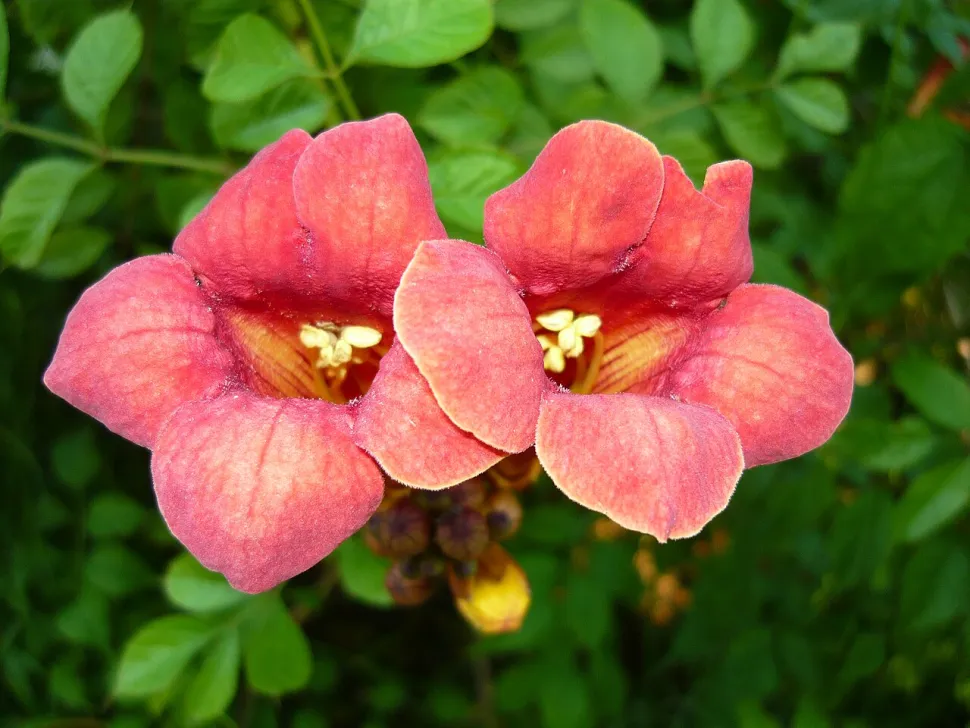 Roze bignon Campsis x tagliabuana
