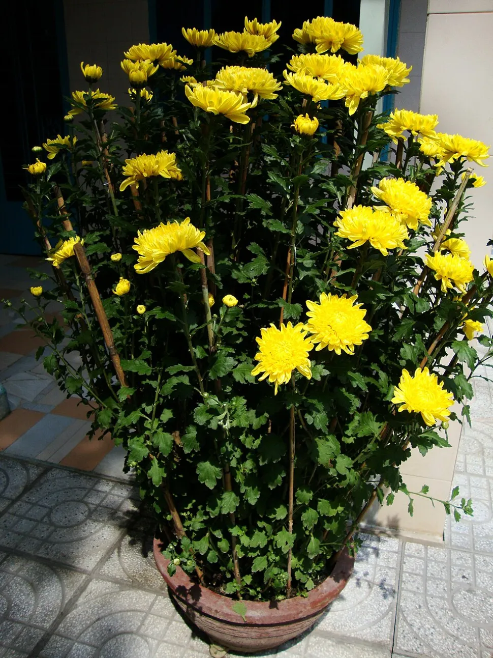 Chrysantème des fleuristes en pot