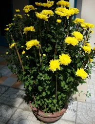 Chrysantème des fleuristes en pot