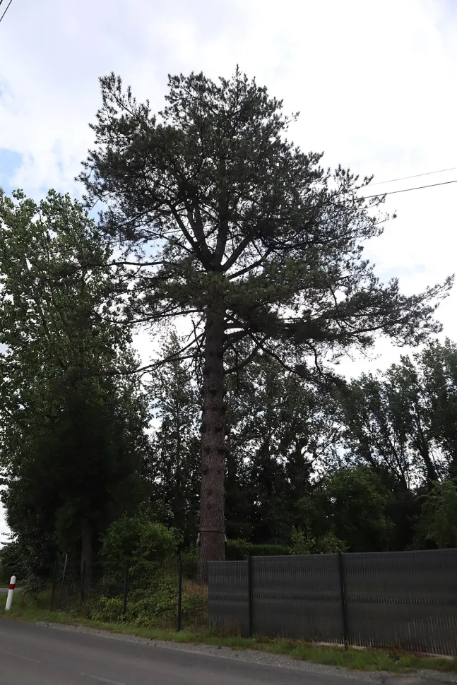 Pinus nigra subsp. laricio