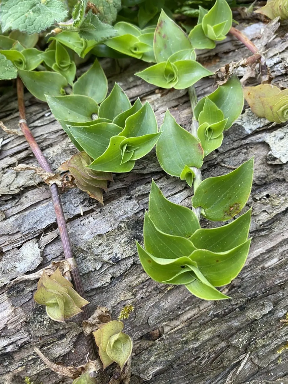 Stængel af Callisia repens