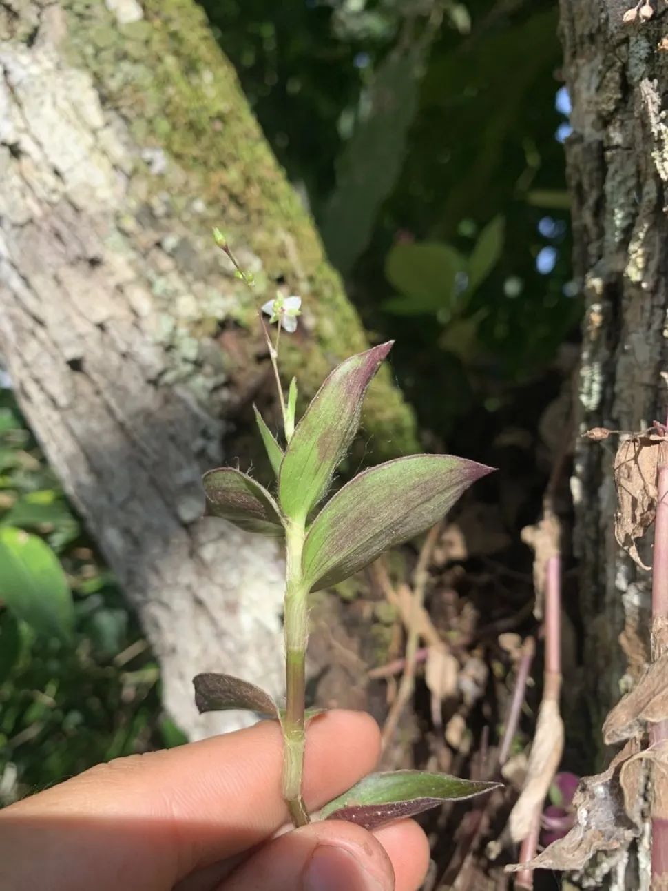 Fiore di Callisia repens