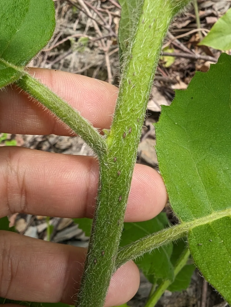 Schubachtige stengel Ehretia dicksonii
