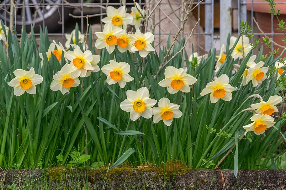 Narcissus tazetta en pleine terre