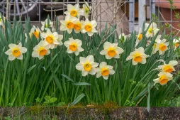 Narcissus tazetta en pleine terre