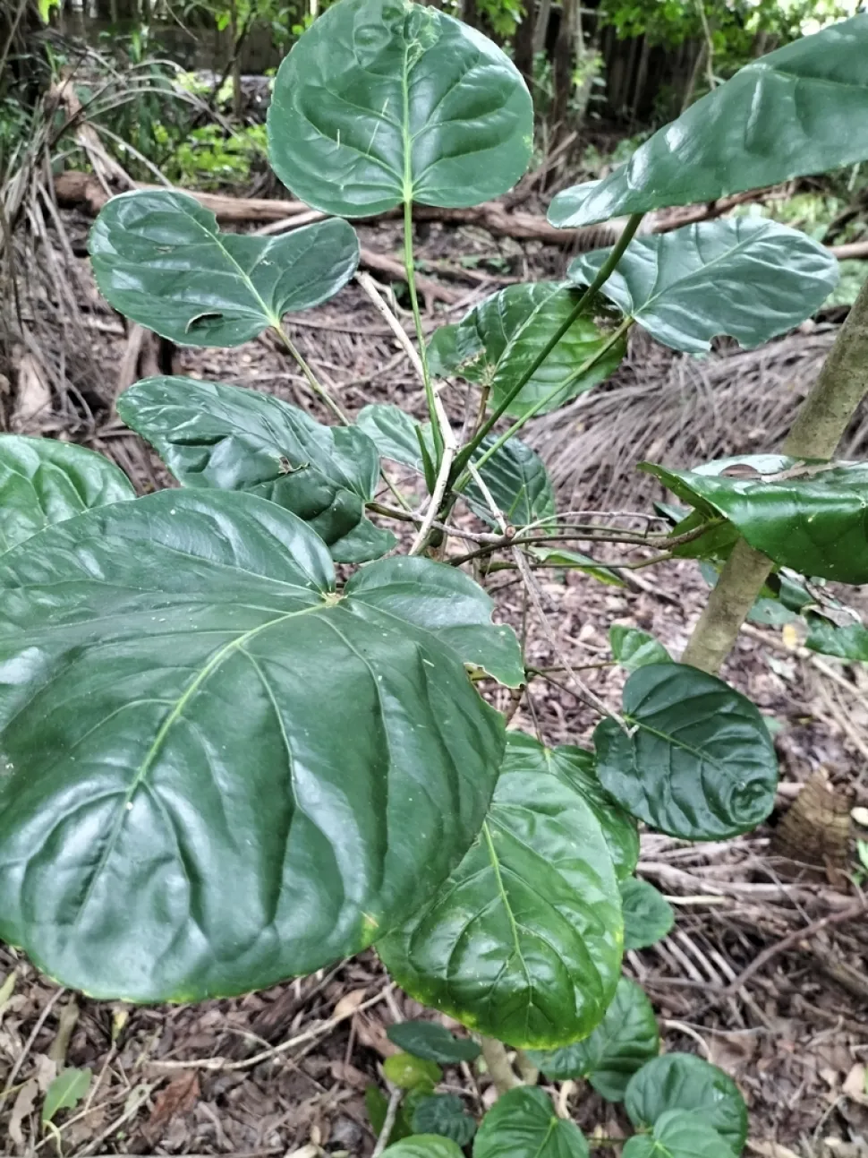 Polyscias scutellaria nel terreno