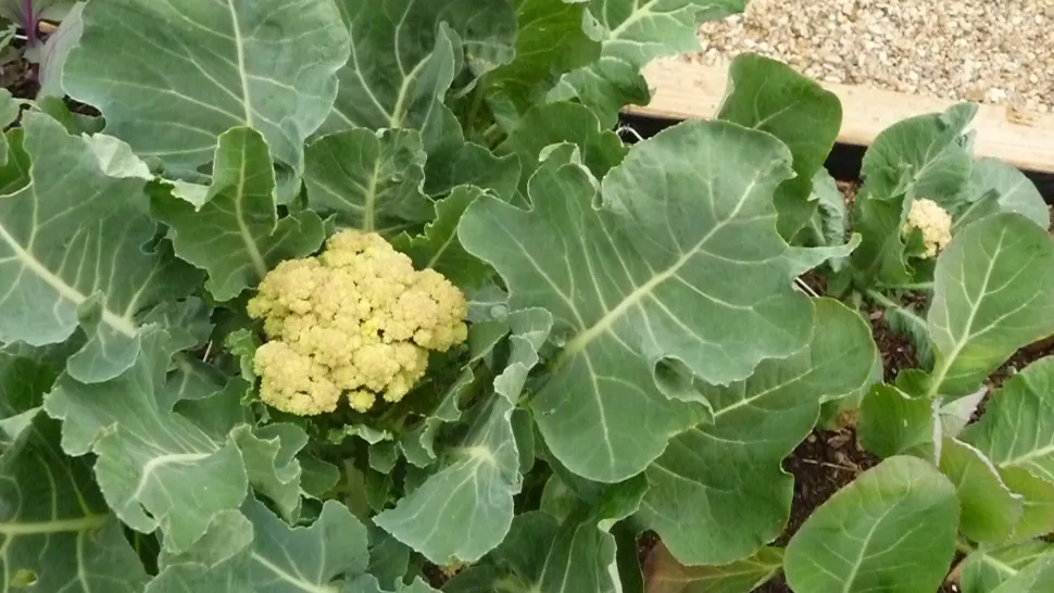 Cavolfiore giallo invernale