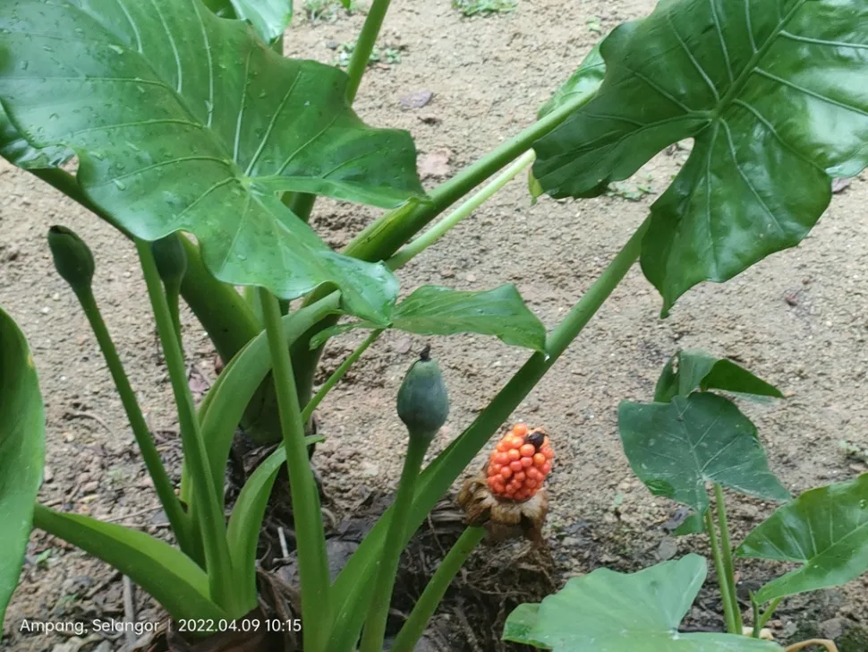 Frutti di Alocasia macrorrhiza