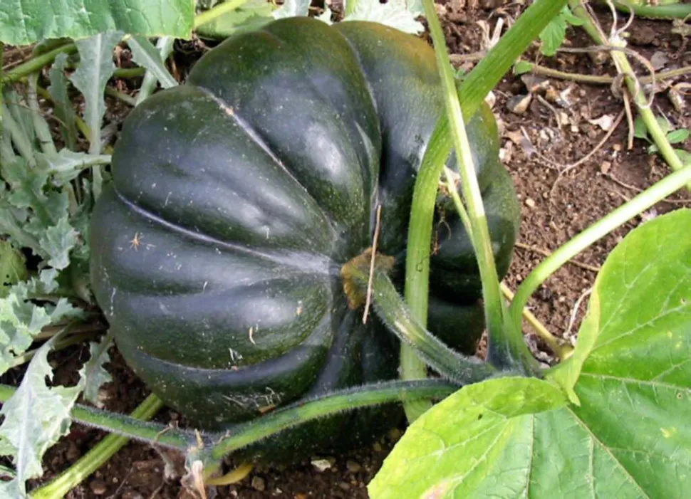 Cucurbita moschata verde e esférica