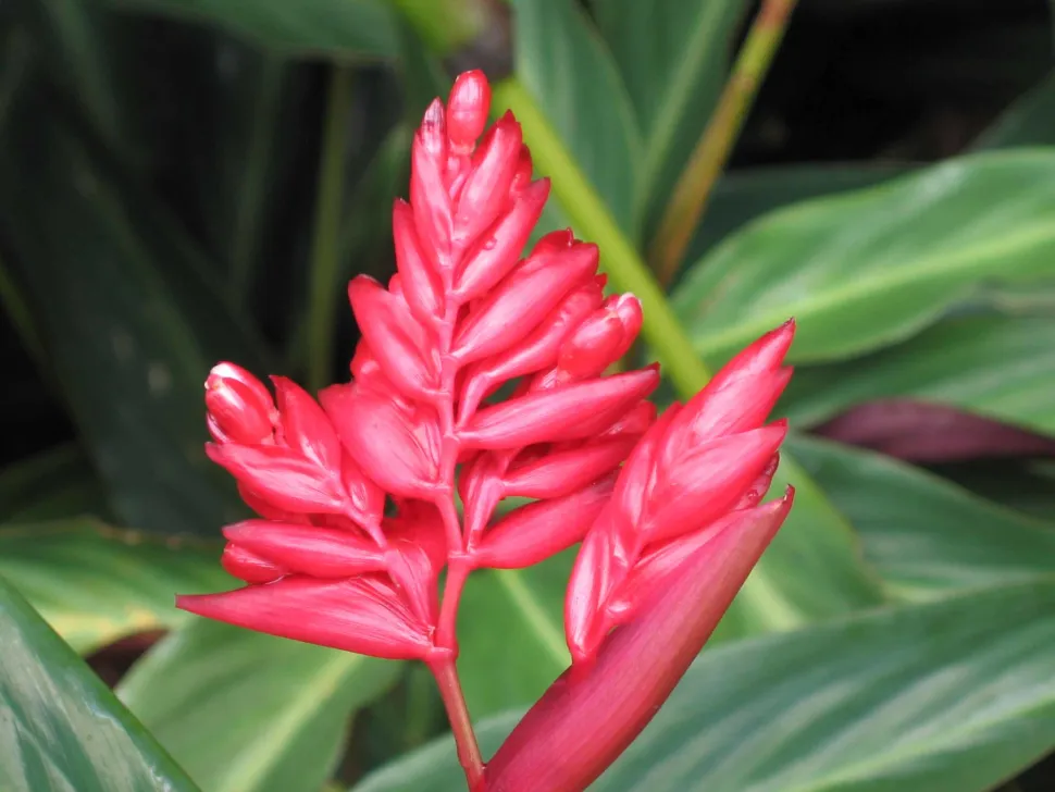 Blüten von Stromanthe sanguinea