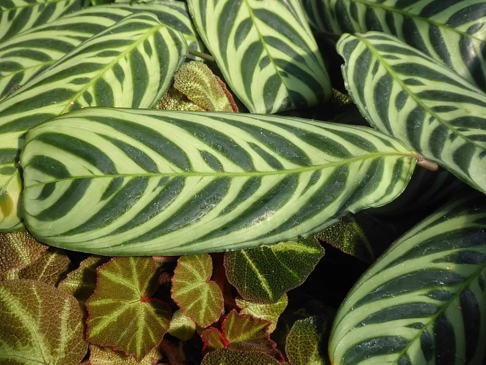 Grande plano de folhas de Ctenanthe burle-marxii