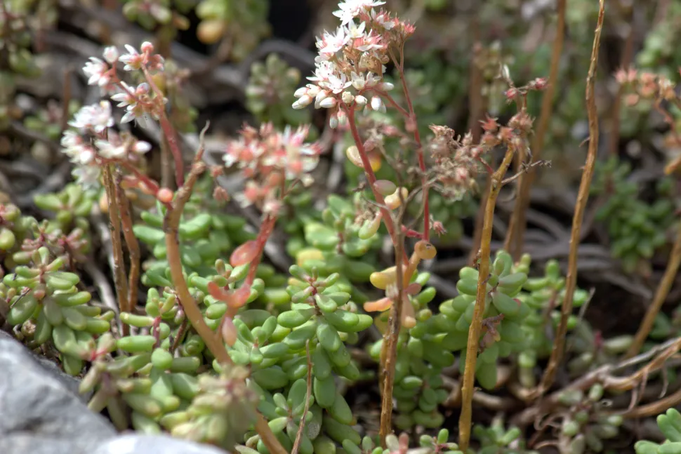 Sedum album mit Blüten