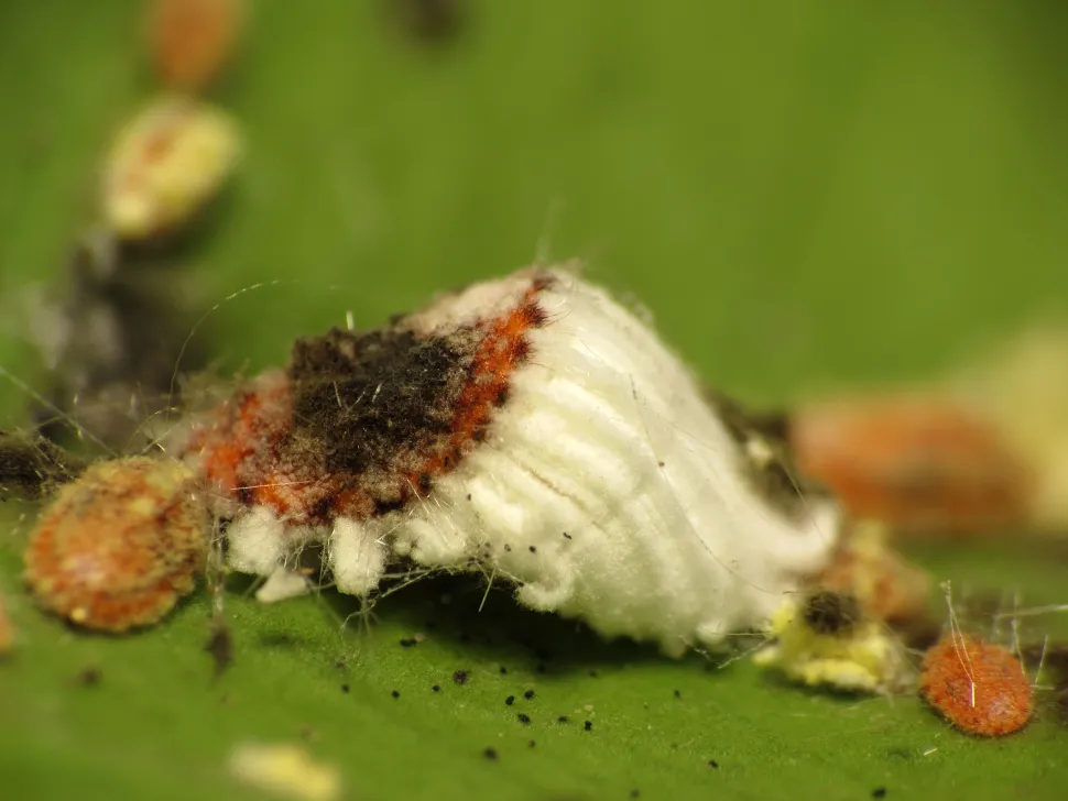 Mealybug on a leaf.