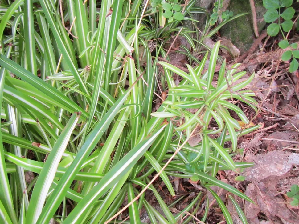 Chlorophytum vittatum en pleine terre