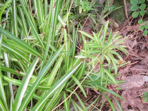 Chlorophytum vittatum in the ground
