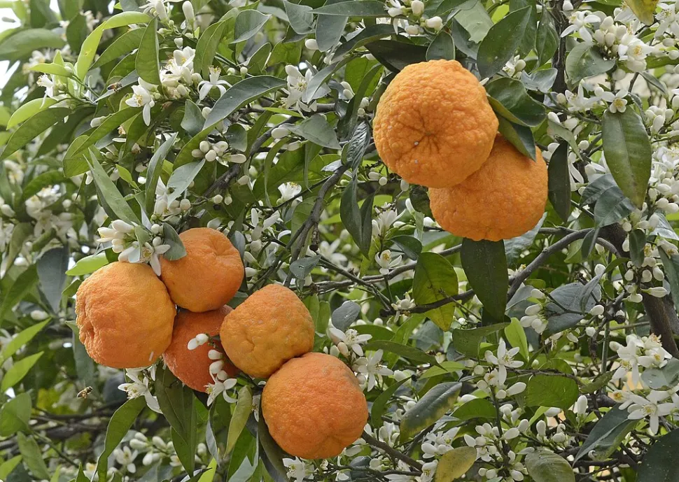 Citrus aurantium-frugt